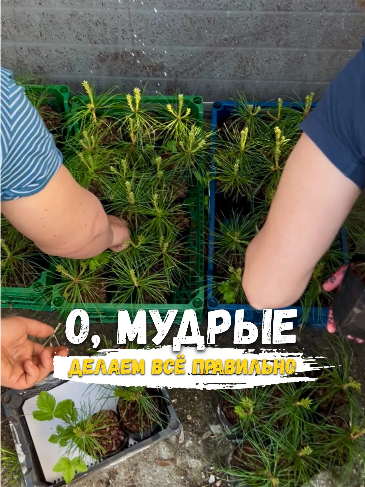 При посадке хвойных «семь раз отмерь – один отрежь». Ошибки исправлять сложно. О, мудра...