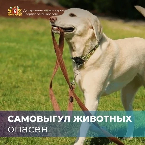В Департамент ветеринарии Свердловской области поступают многочисленные обращения гражд...