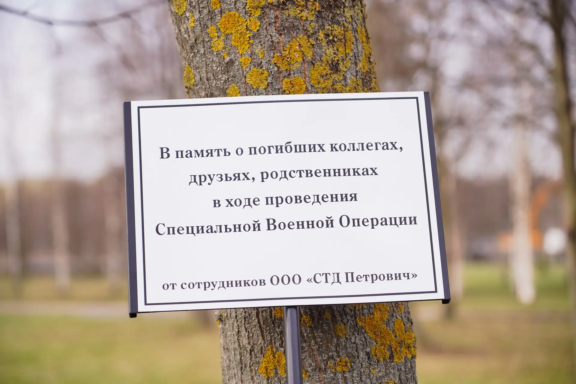 Значимой акцией месячника по благоустройству стала высадка берёзовой рощи в память о погибших бойцах