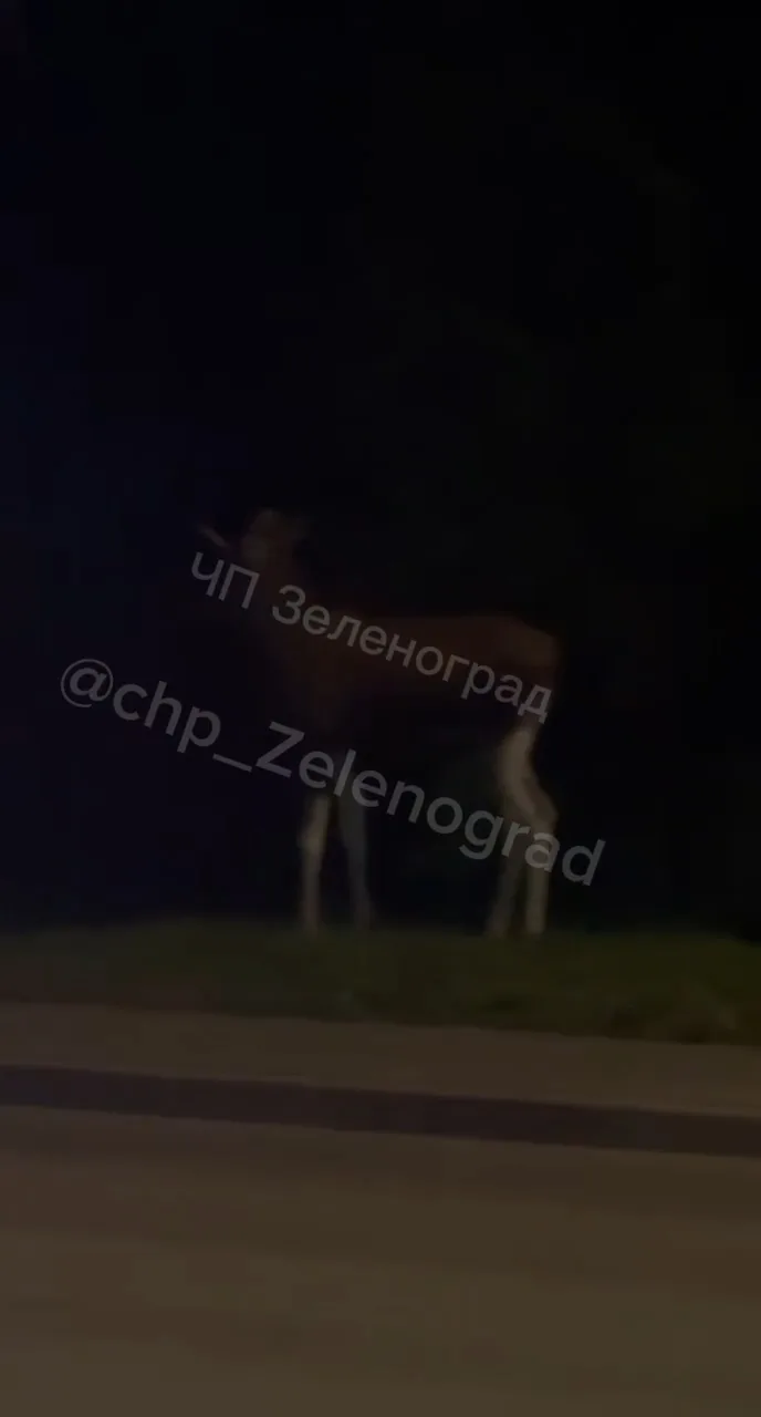 🦌 Внимание, водители Зеленограда! На дорогу вышли лоси