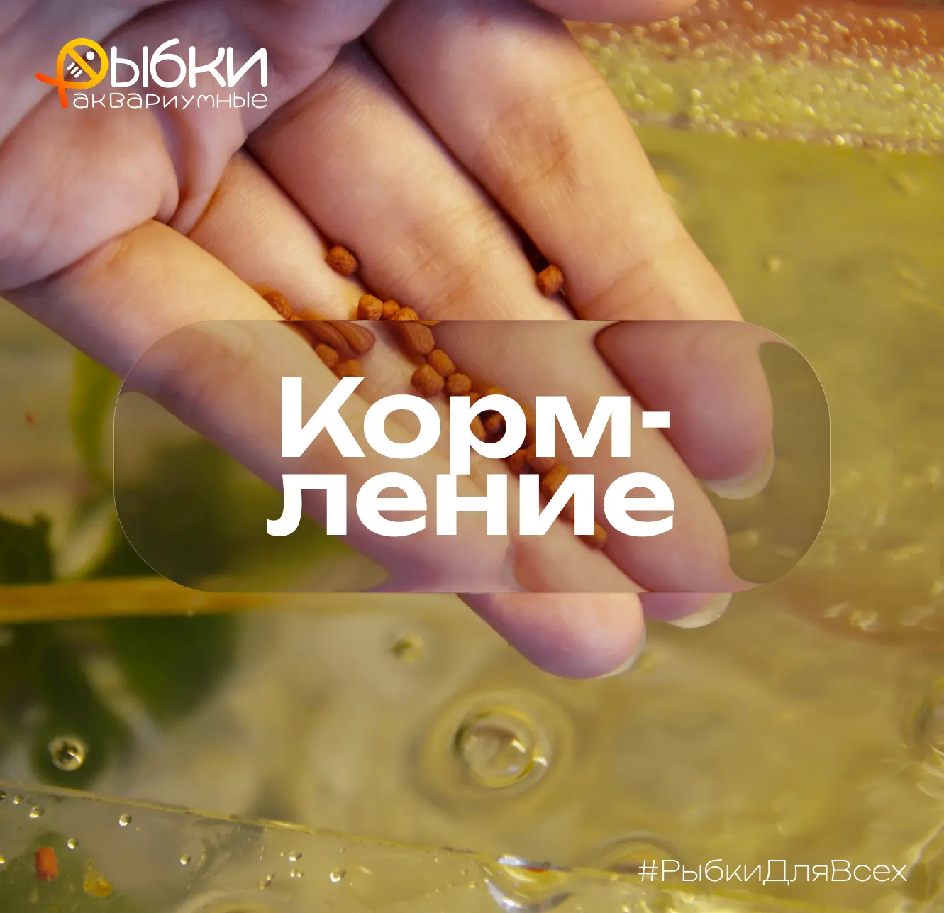 ЕДА-А-А!!! — именно это вы могли бы слышать каждое утро у своего аквариума, если бы рыбки умели разг