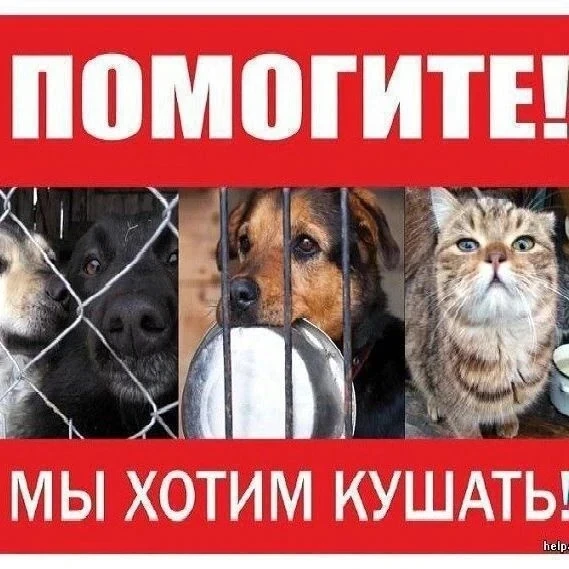 Друзья! ПОМОГИТЕ СОБРАТЬ НА МЯСО, КРУПУ, ДЛЯ ОДНОЙ ИЗ ПЕРЕДЕРЖЕК🙏Передержек у нас неск...