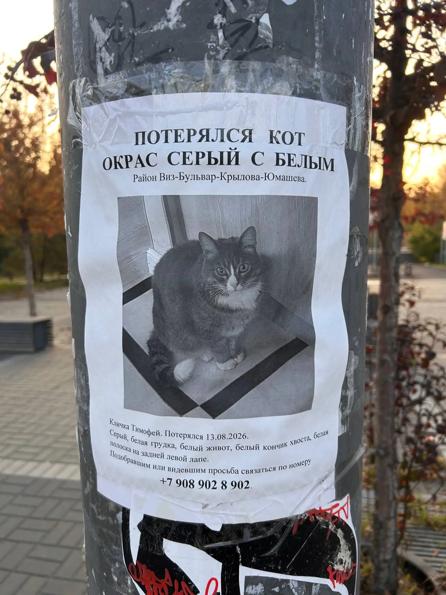 Потерялся кот, окрас серый с белым (Екатеринбург, Виз)