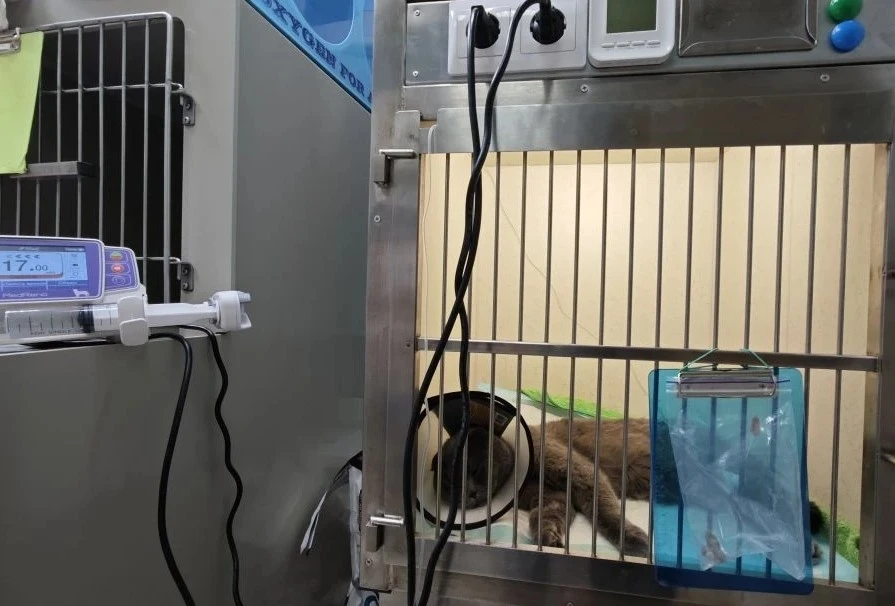 🐱 Котик и его «сокровища» в желудке 😱