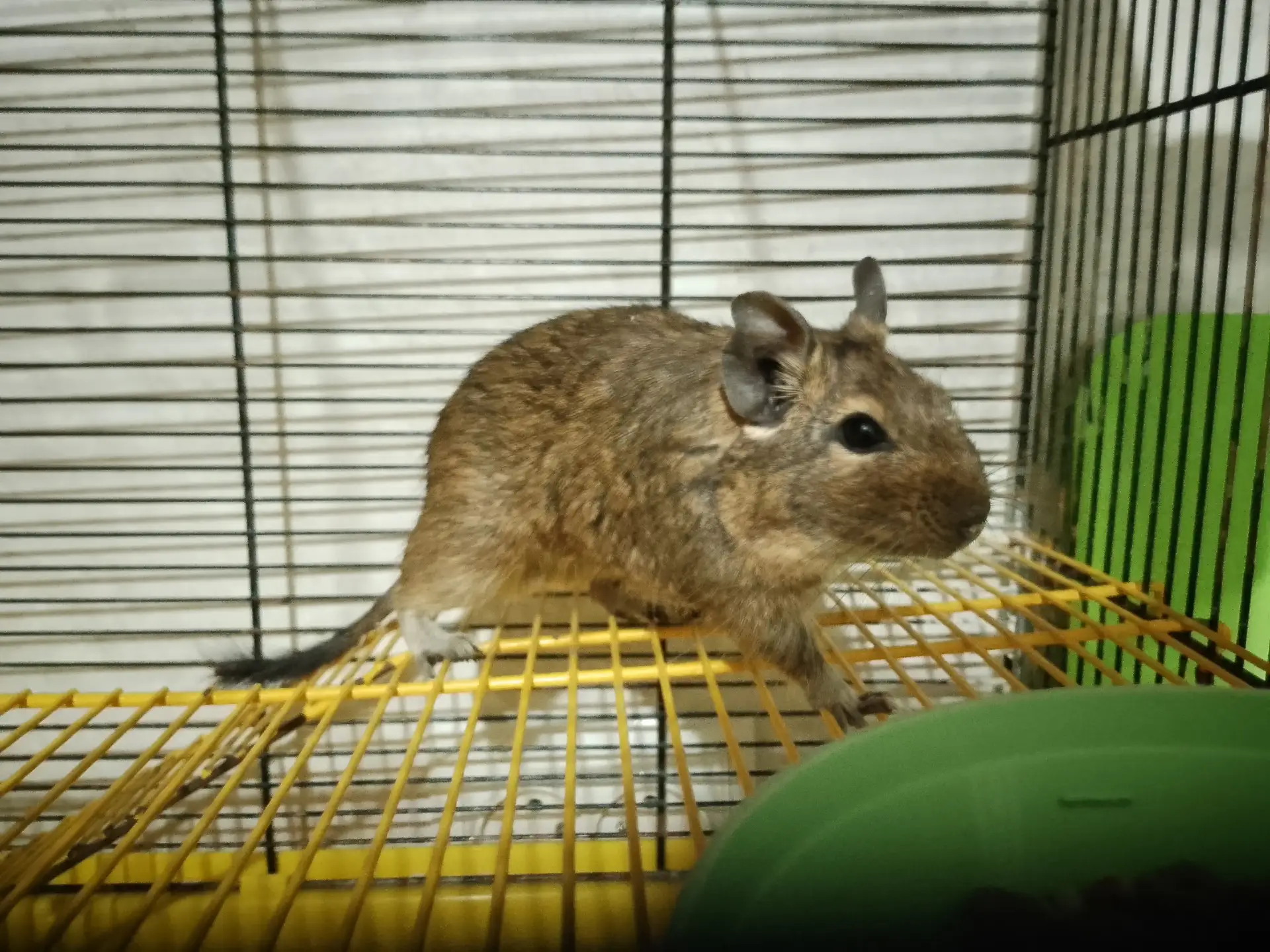 🐿 Ищут дом две белки дегу