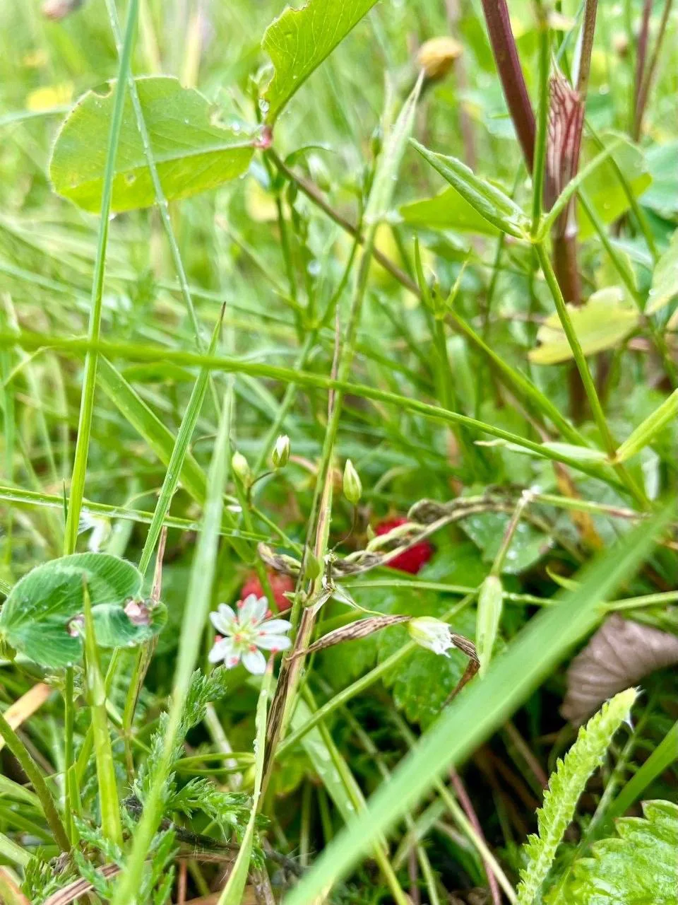 В Балашихинском лесу появились первые ягодки 🍓

📷Галина Ярмолович
