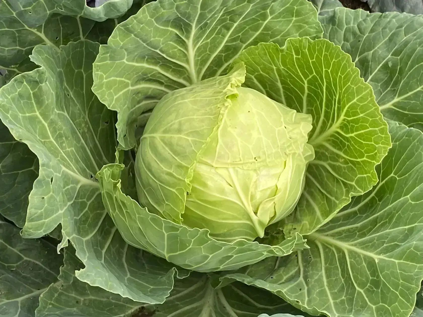 🥬 Полейте капусту этим — и она завяжет крупные кочаны

Когда капуста уже нарастила мощную розетку л