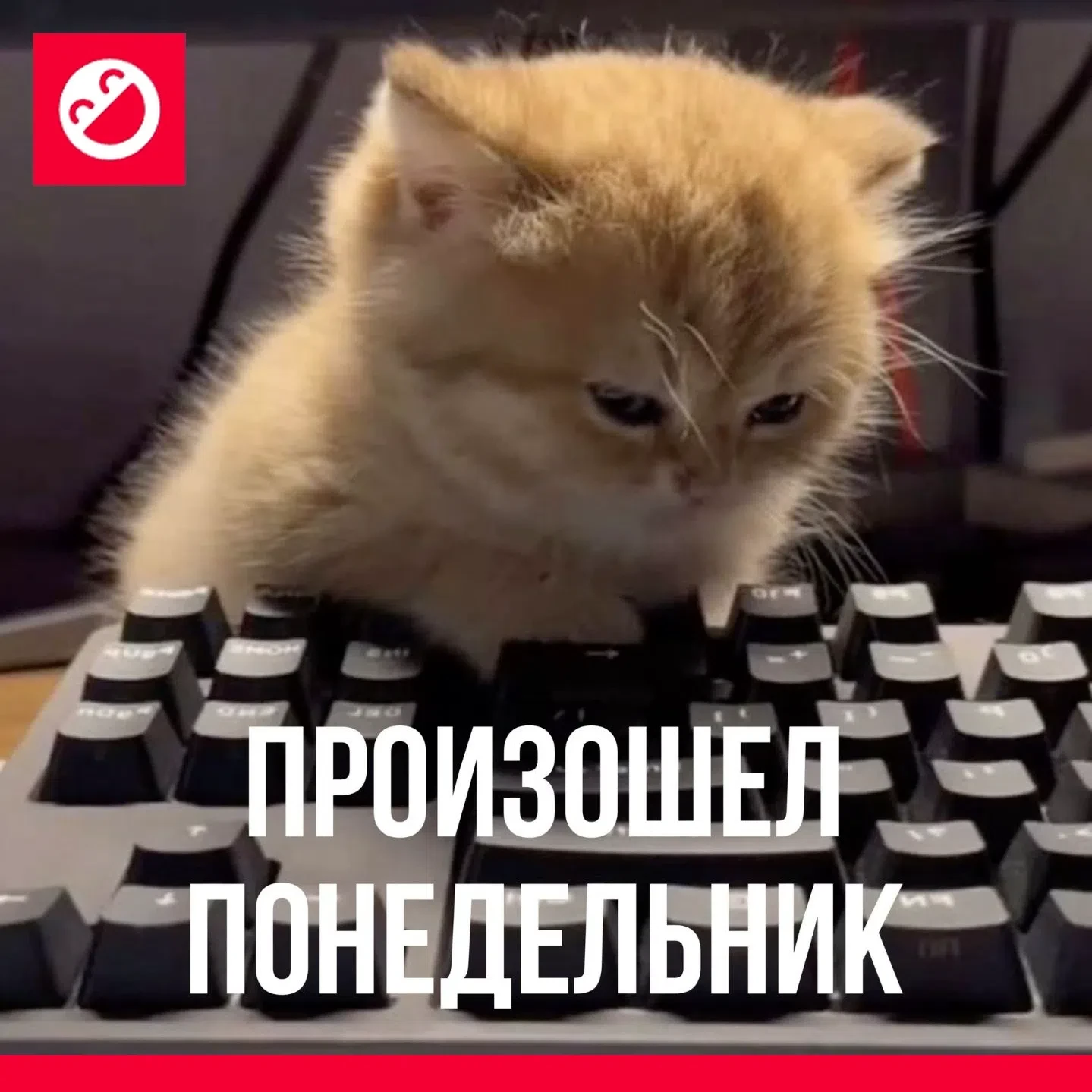 С новым понедельником вас! 🎩