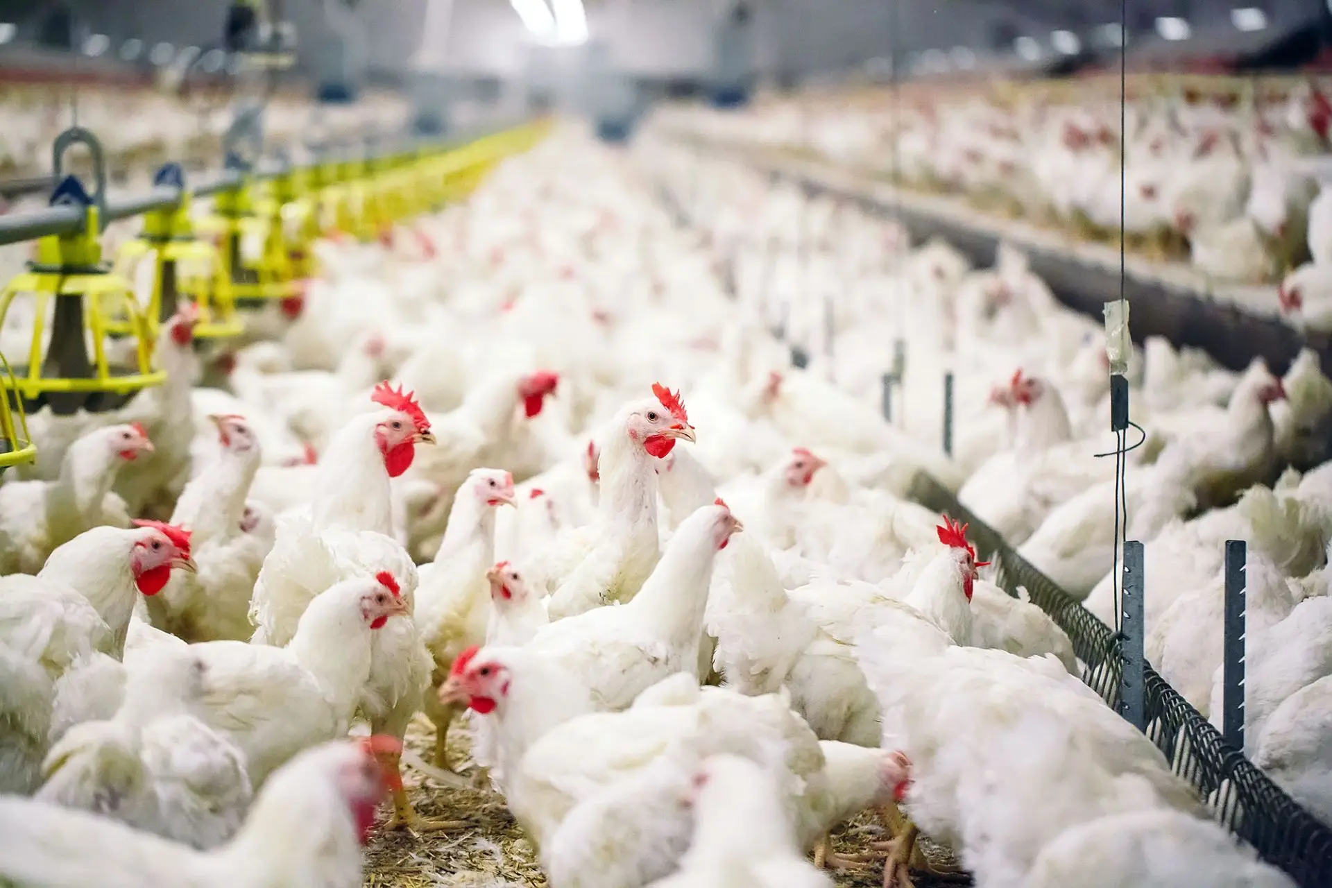 Как не потерять всё поголовье: короткая памятка по птичьему гриппу🐔