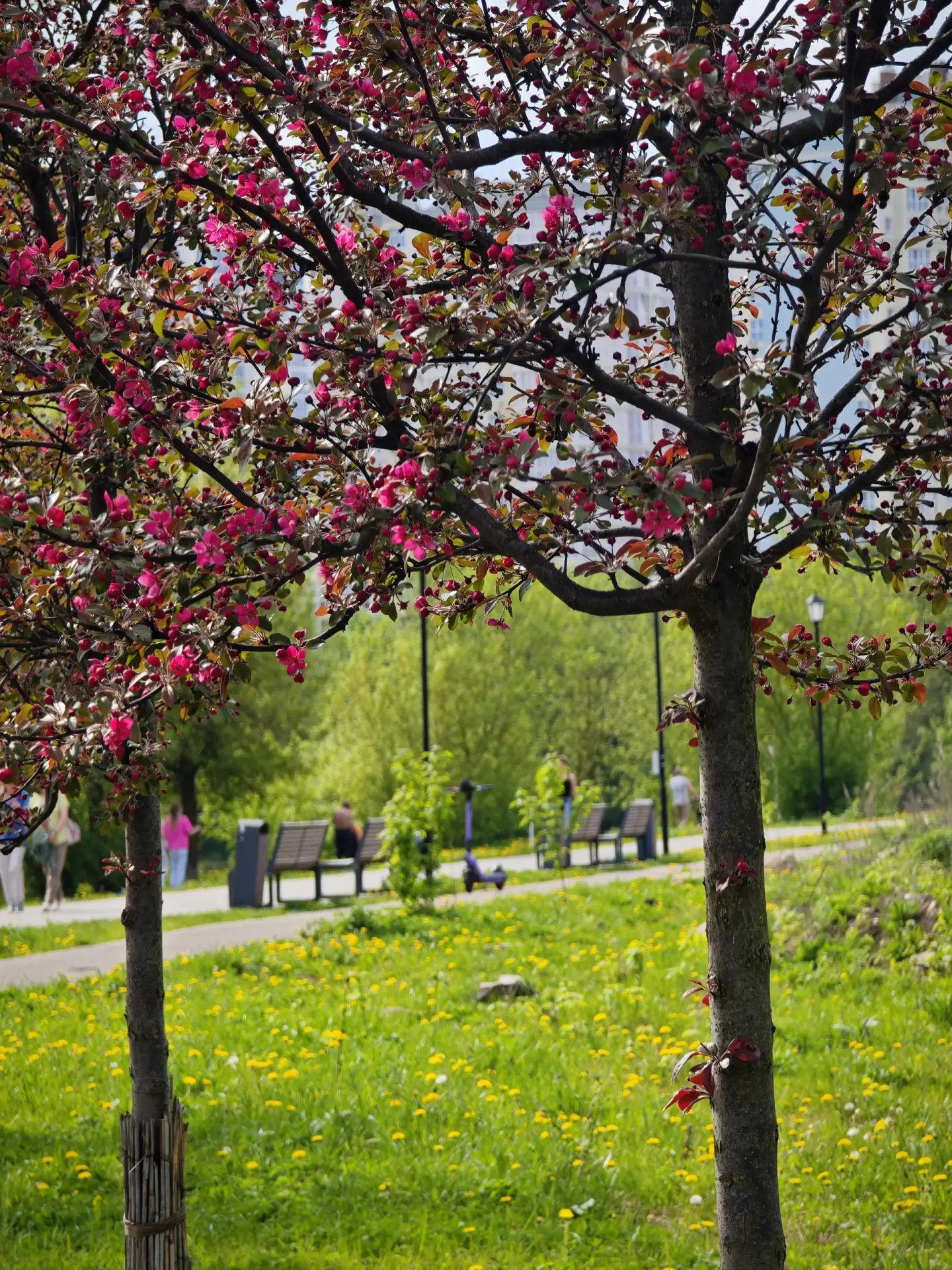 🌸 В Иванове на новой набережной реки Уводь и около Самойловского моста зацвели розовые яблони    Не 