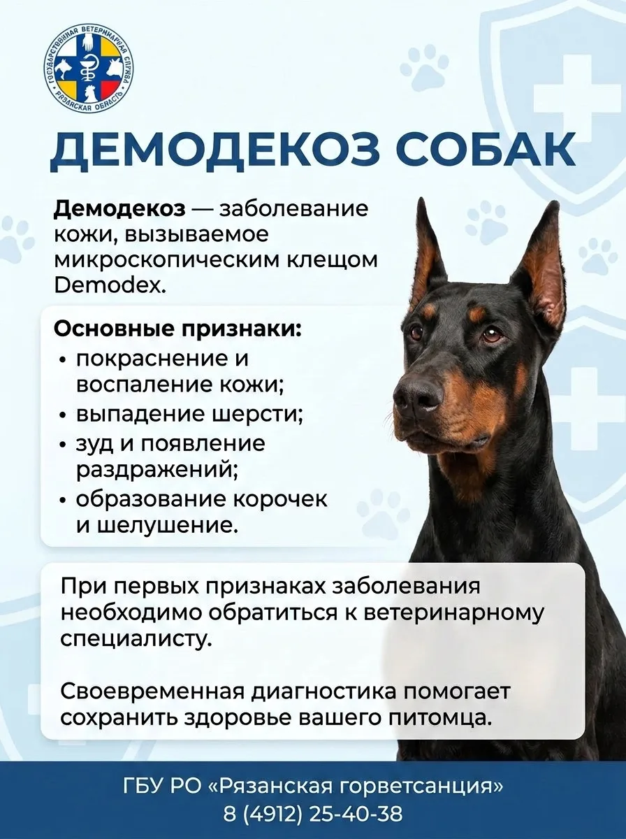 ✅ Демодекоз у собак: Что это такое, причины, симптомы и лечение.