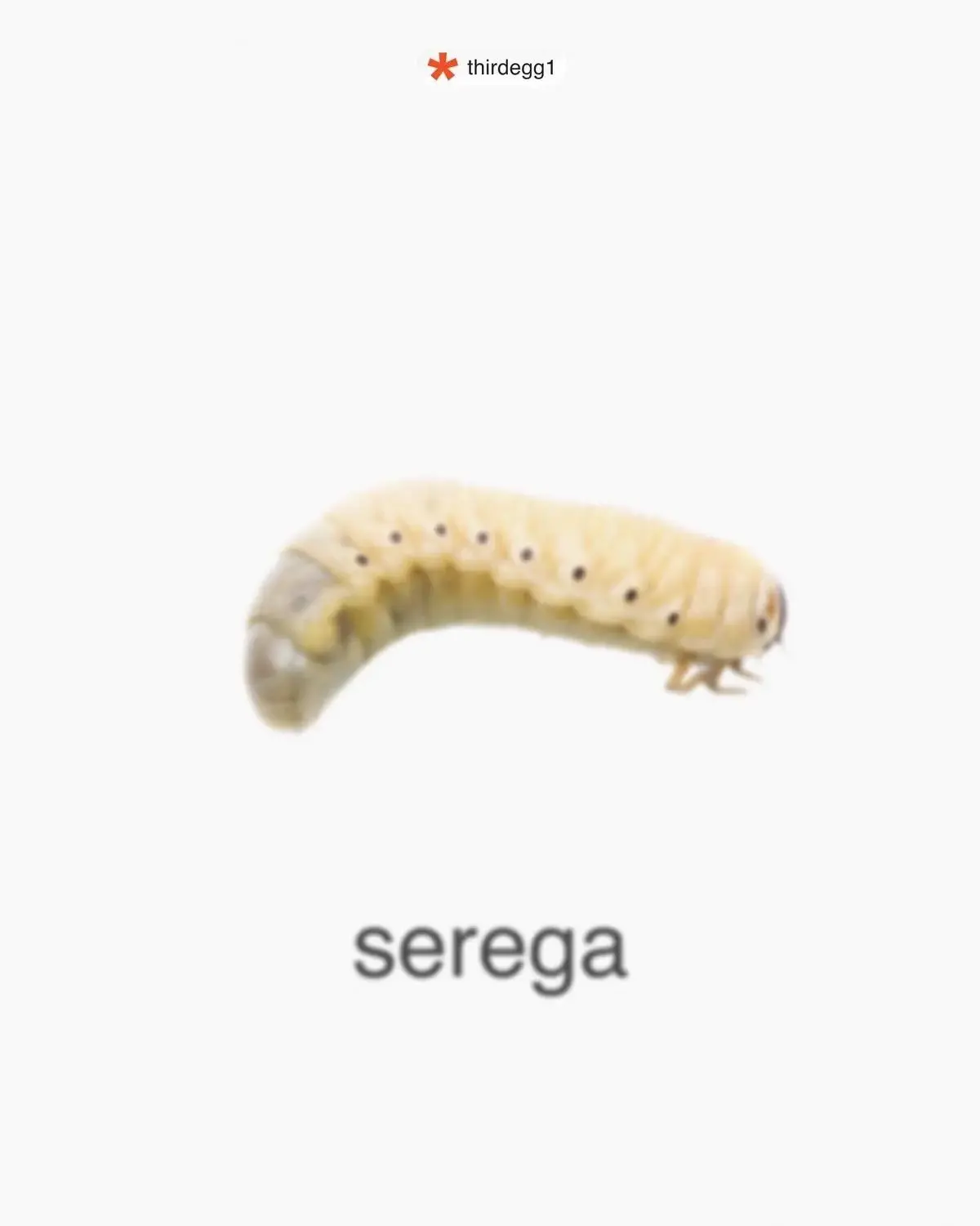 кидай сереге