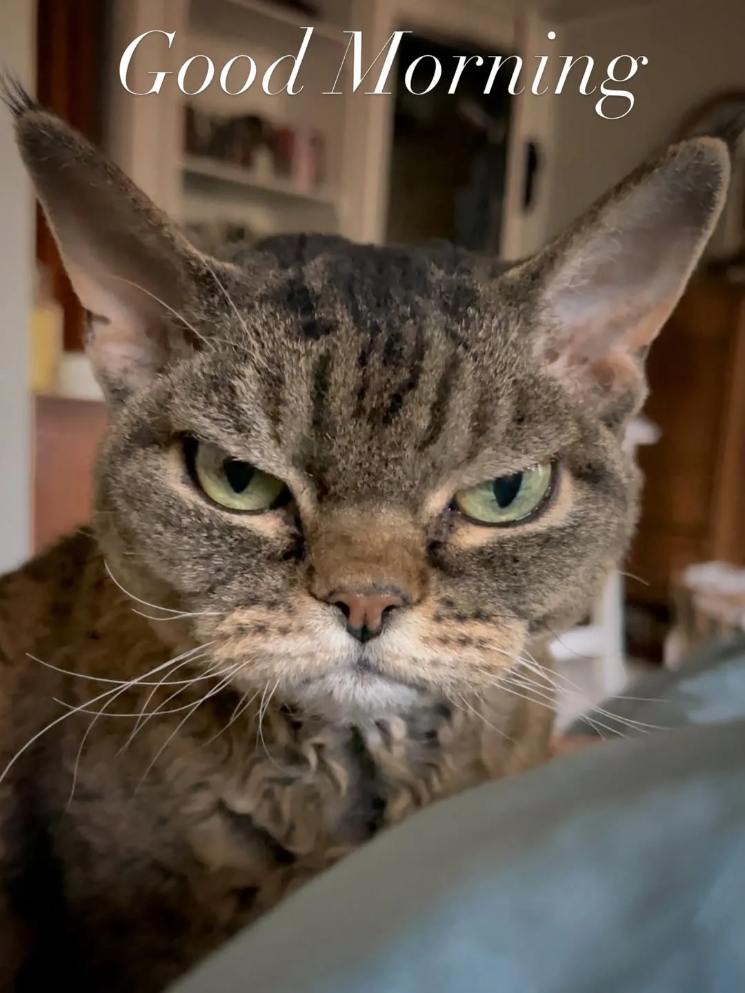 Доброе утро 🫣
🐱 Котофей  🐶 СмеШАРИК