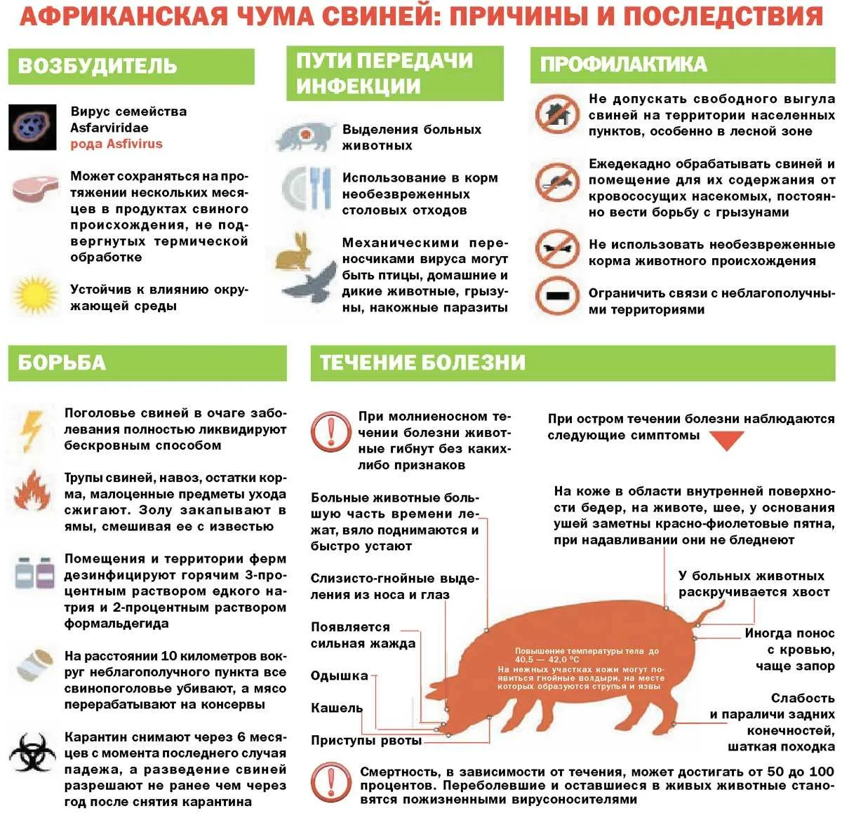 Африканская чума свиней (АЧС) является высоко заразным и смертельным вирусным заболеван...