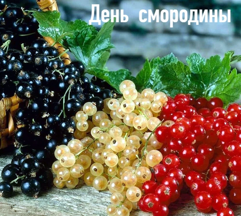 14 июля — День смородины🫐. 
🌼Ежегодно 14 июля отмечается День смородины, которую можно назвать одн