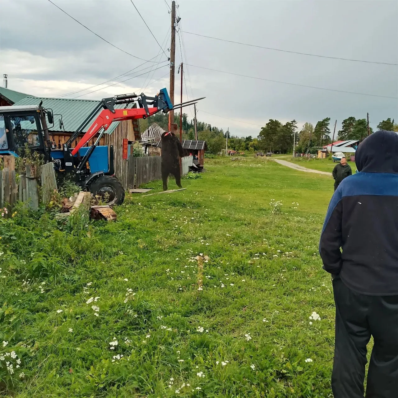 😨В Турочакском районе в селе Удаловка убили медведя в огороде