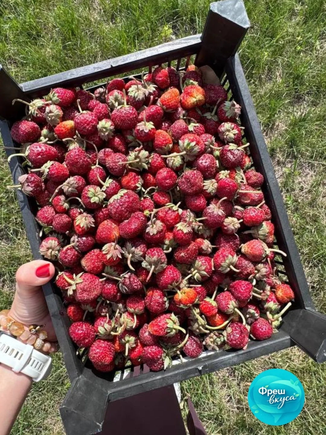 🍓 Клубника «Альбион» - СТОП