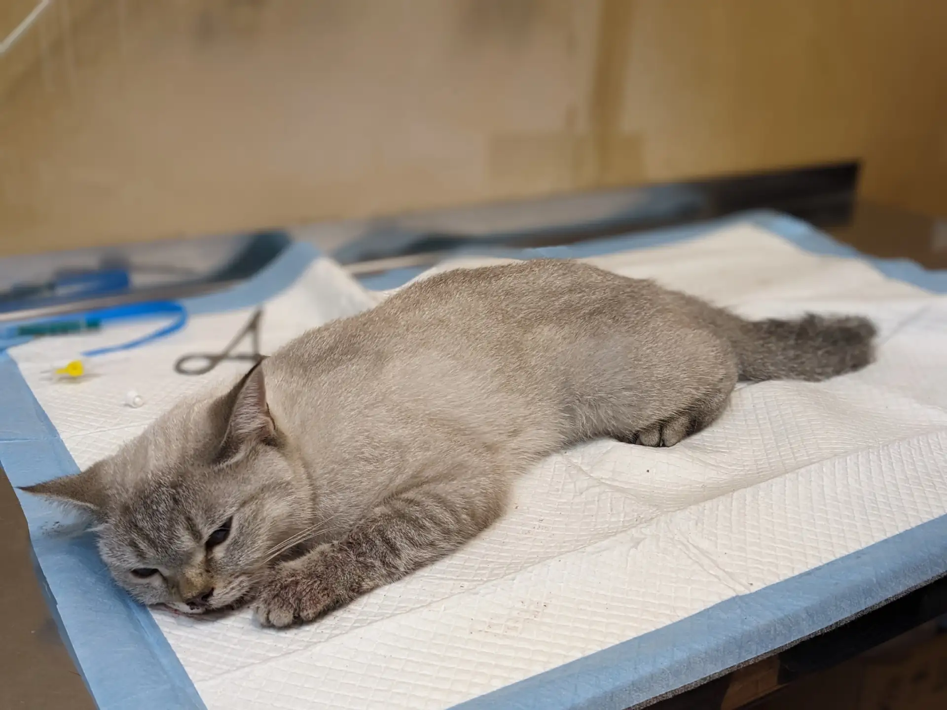 Женщина спасла кошку, выпавшую из окна многоэтажного дома в Воронеже.