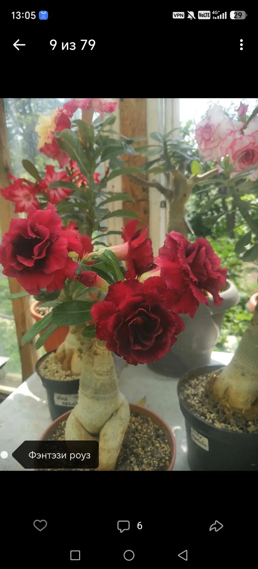 Ой девочки, заказала я еще Адениумов 😍красавиц♥️💐🔥💯❤️жду теперь отправки♥️💐