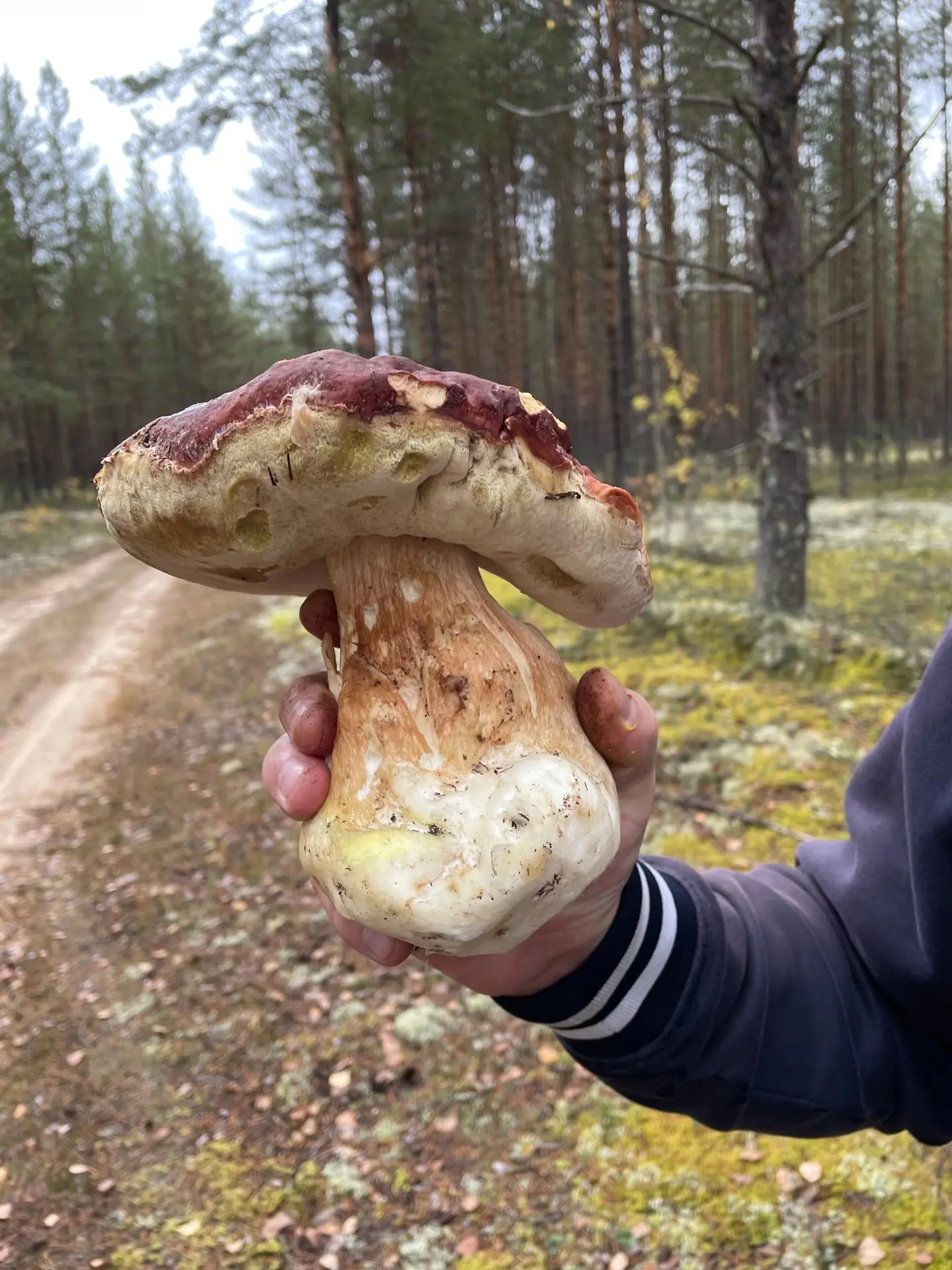 💪🍄‍🟫 Гриб-богатырь и два ящика грибов поменьше собрали пермяки в Усть-Черной, Гайнск...
