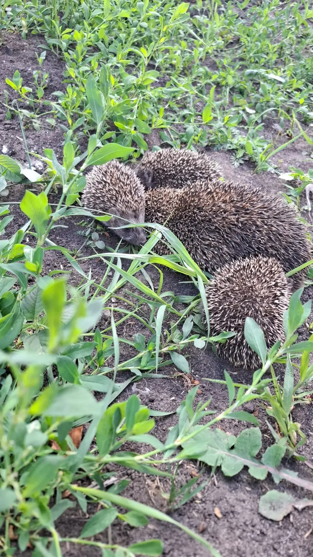 Посмотрите, какую милоту мы обнаружили утром у себя во дворе 😍.

Ещё недавно наша собака нашла боль