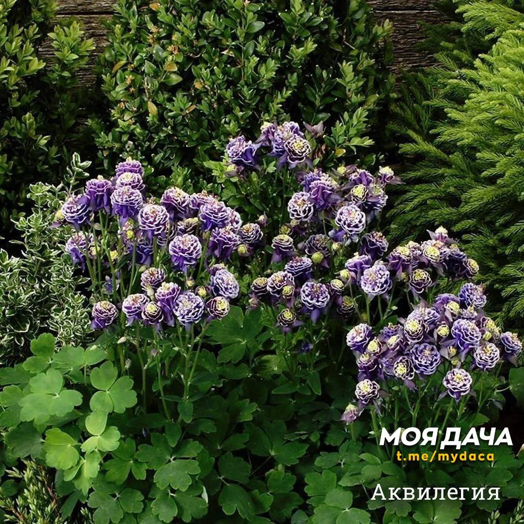 Многолетники, которые не болеют 🌸  Самые выносливые культуры, славящиеся отменным иммунитетом. Яркие