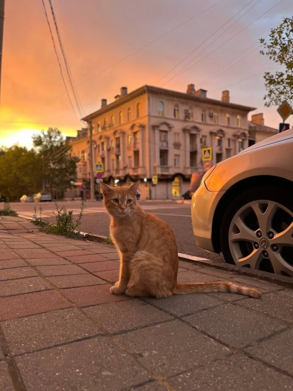 😻 Котика вам на закате в Новороссийске.