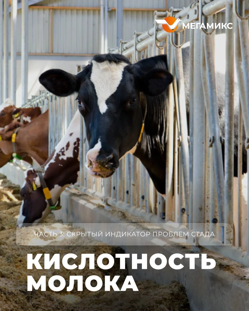 🥛 КИСЛОТНОСТЬ МОЛОКА | Часть 3: скрытый индикатор проблем стада