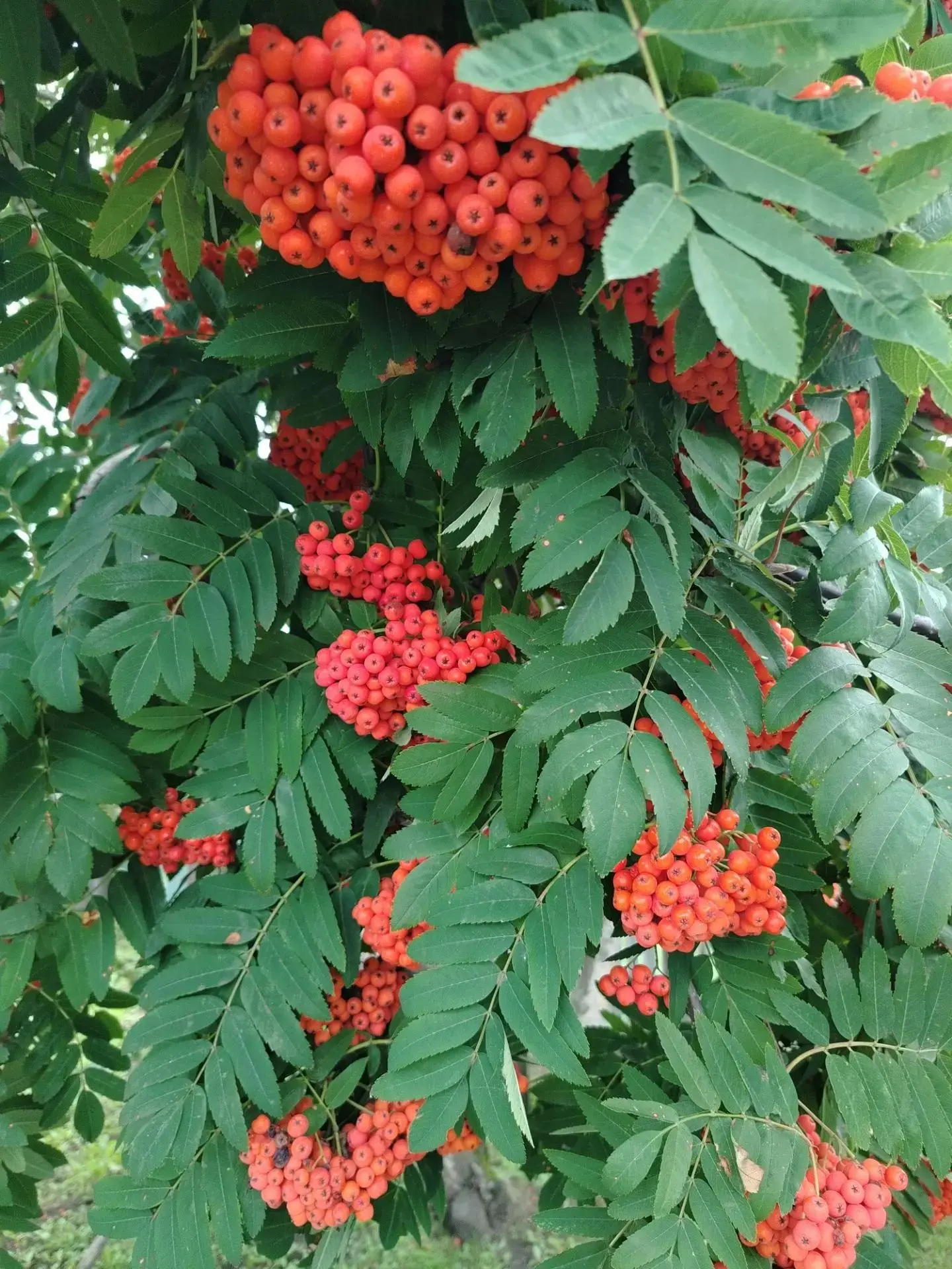 #лесной_калейдоскоп