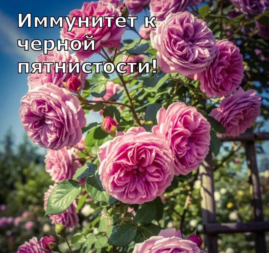Иммунитет к черной пятнистости 🌹

Если вы мечтаете о розах, но не готовы всё лето опрыскивать и леч