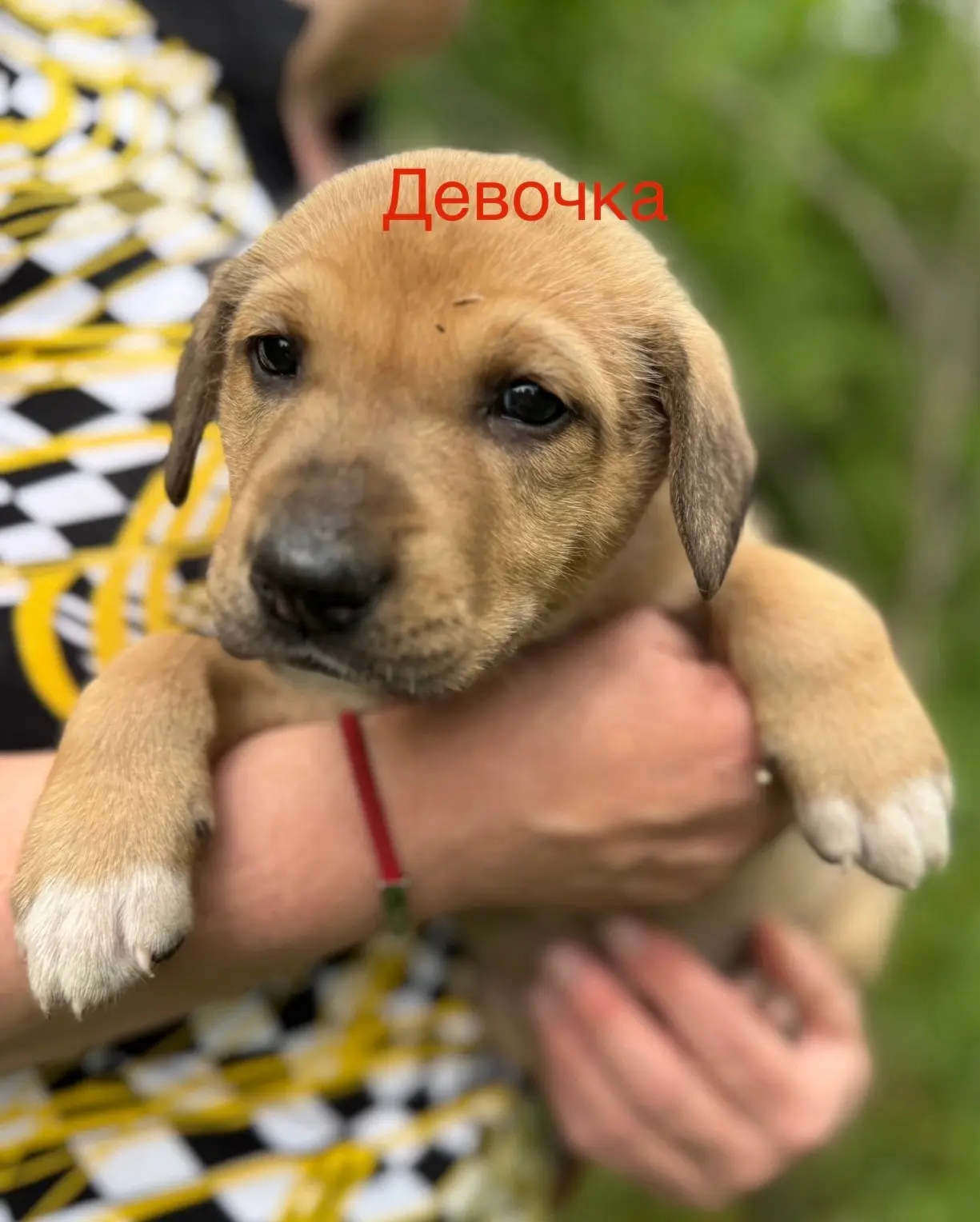 🙏🙏🙏Продолжаем искать дом щенкам. Рождены на улице бездомной собакой 🐶. 
Собака-мать ниже колена.
