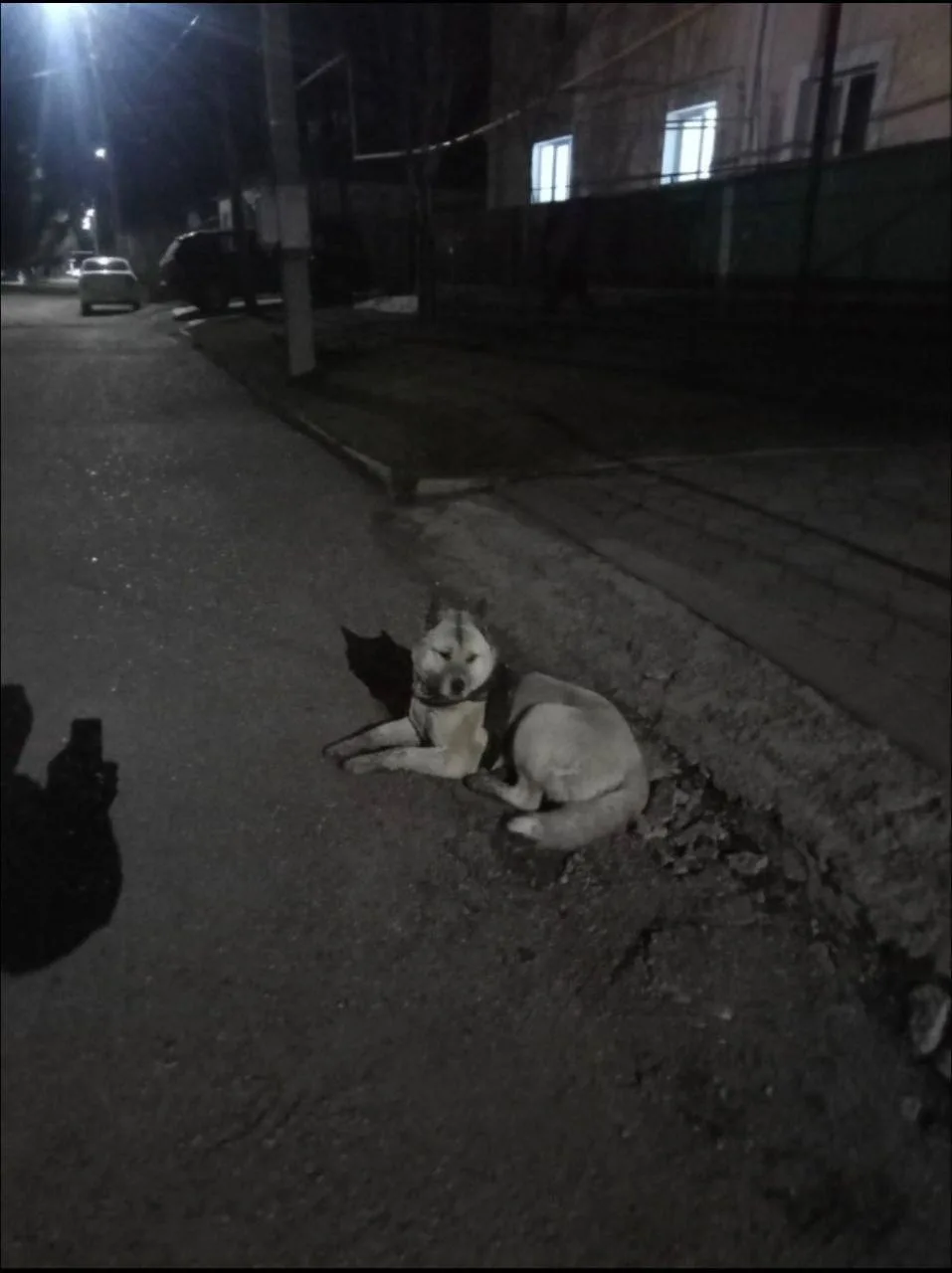 ❗ В городе ищут хозяина собаки  Потеряшка всю ночь бродила по улицам города — её замечали в разных м