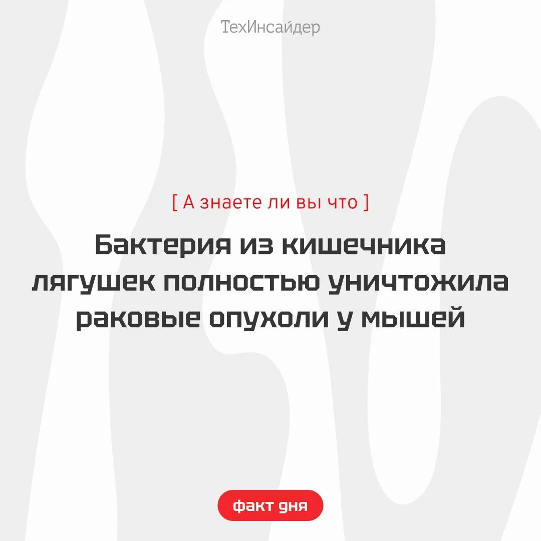 Ученые обнаружили бактерию из кишечника японских древесных лягушек, которая в экспериме...