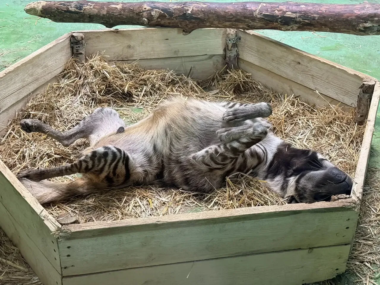 🐾 Как вы проводите выходные?