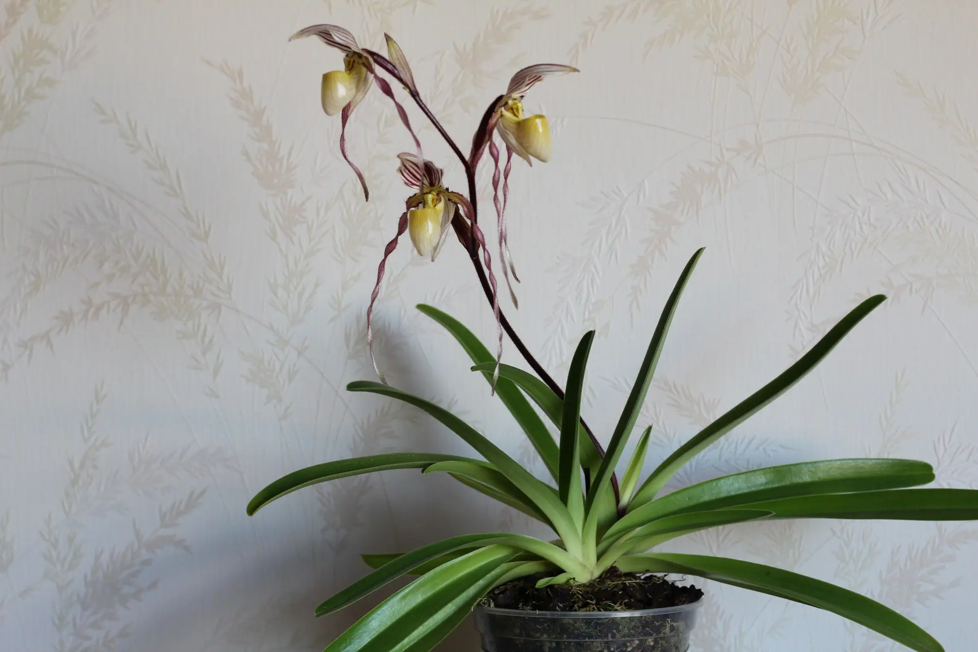 ❤️Paphiopedilum philippinense от Schwerter
