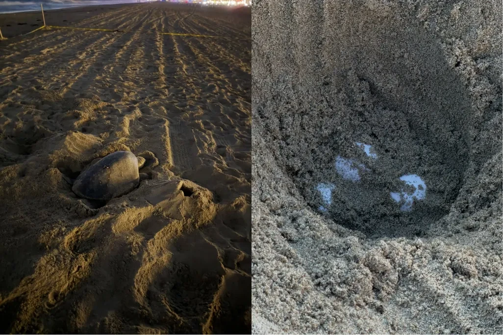🐢 В Калифорнии впервые нашли гнёзда морских черепах