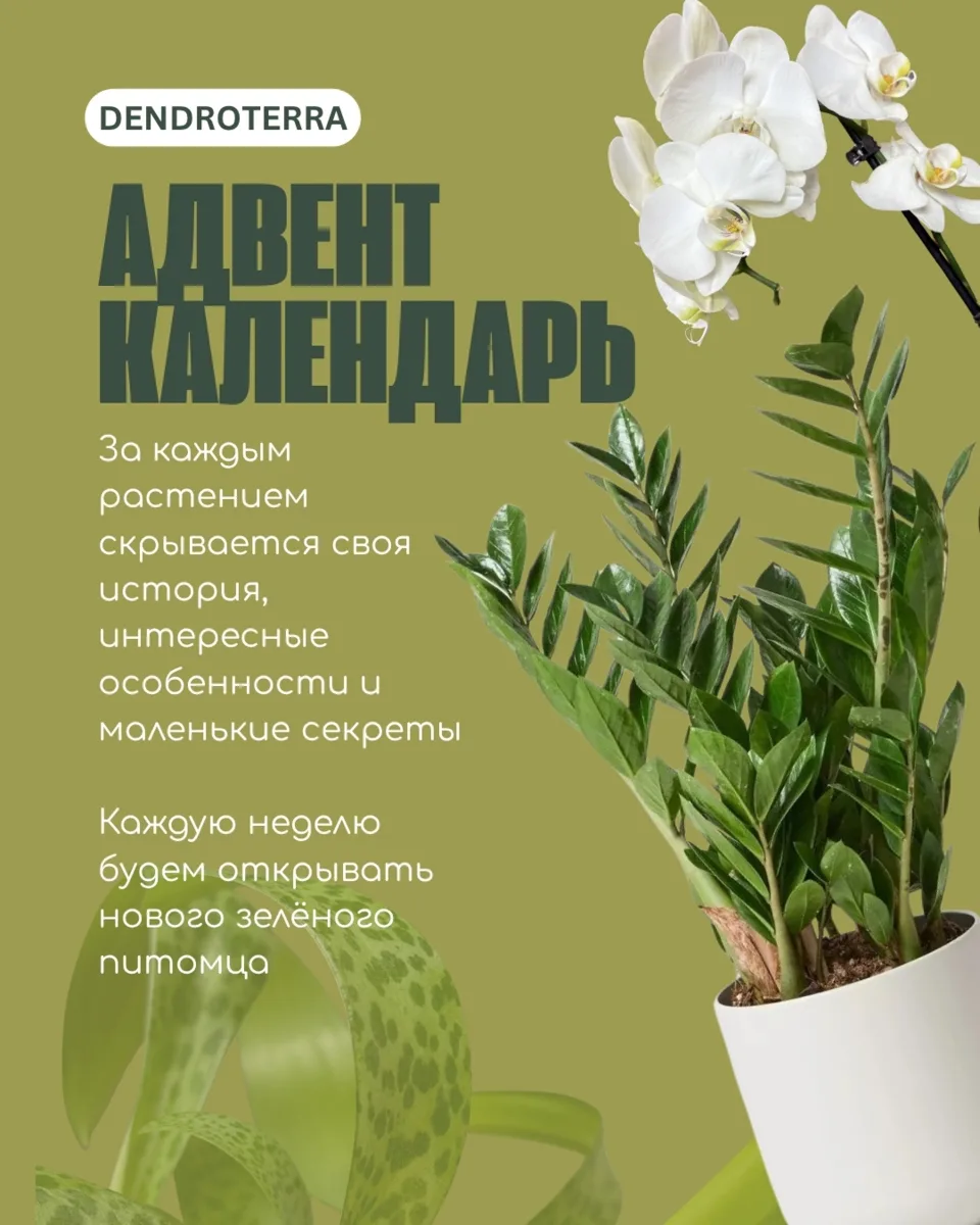 Замиокулькас 🌿

Замиокулькас — тот самый зелёный питомец, который спокойно переживёт вашу занятос