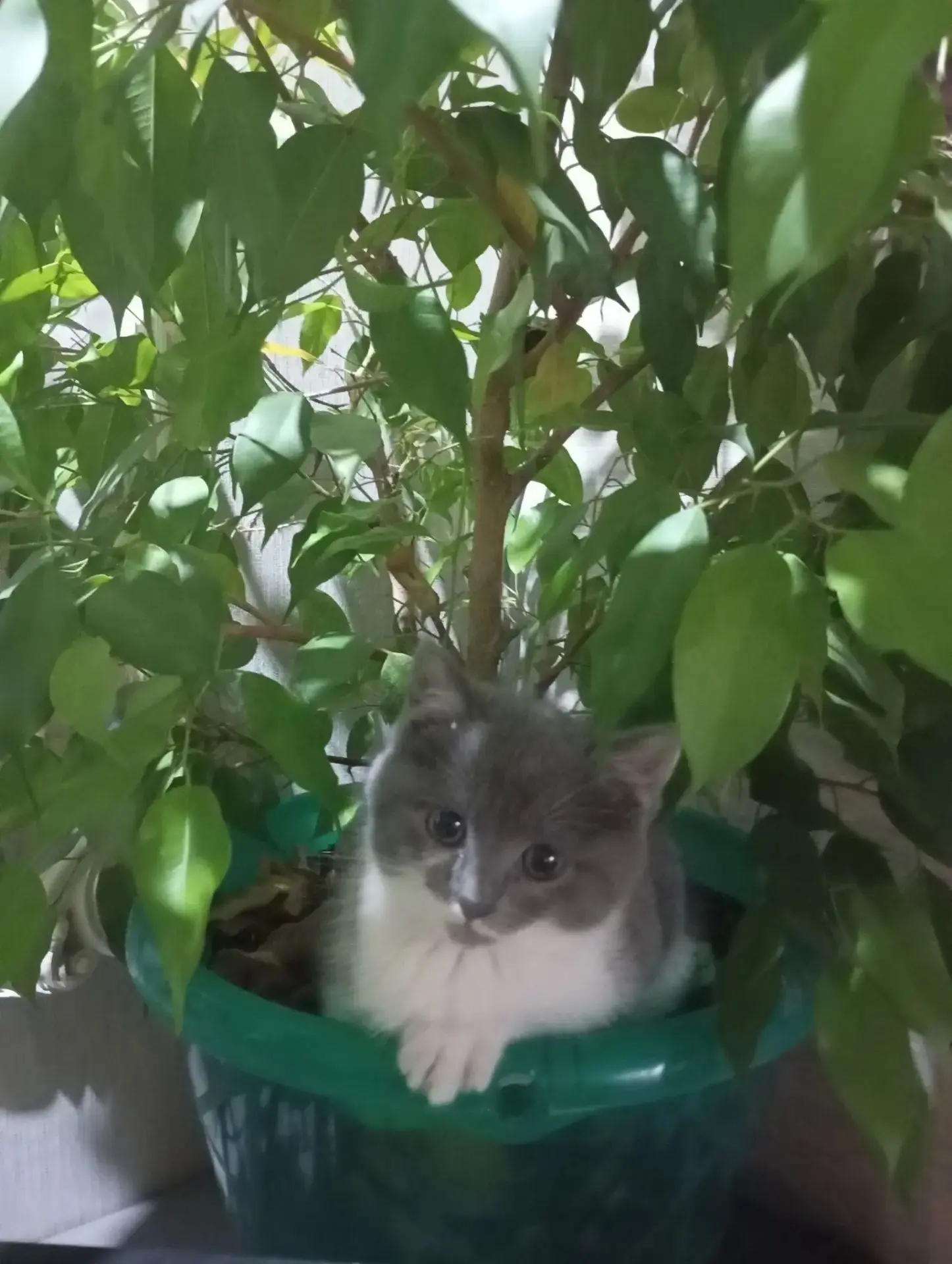 Отдам двух котят.