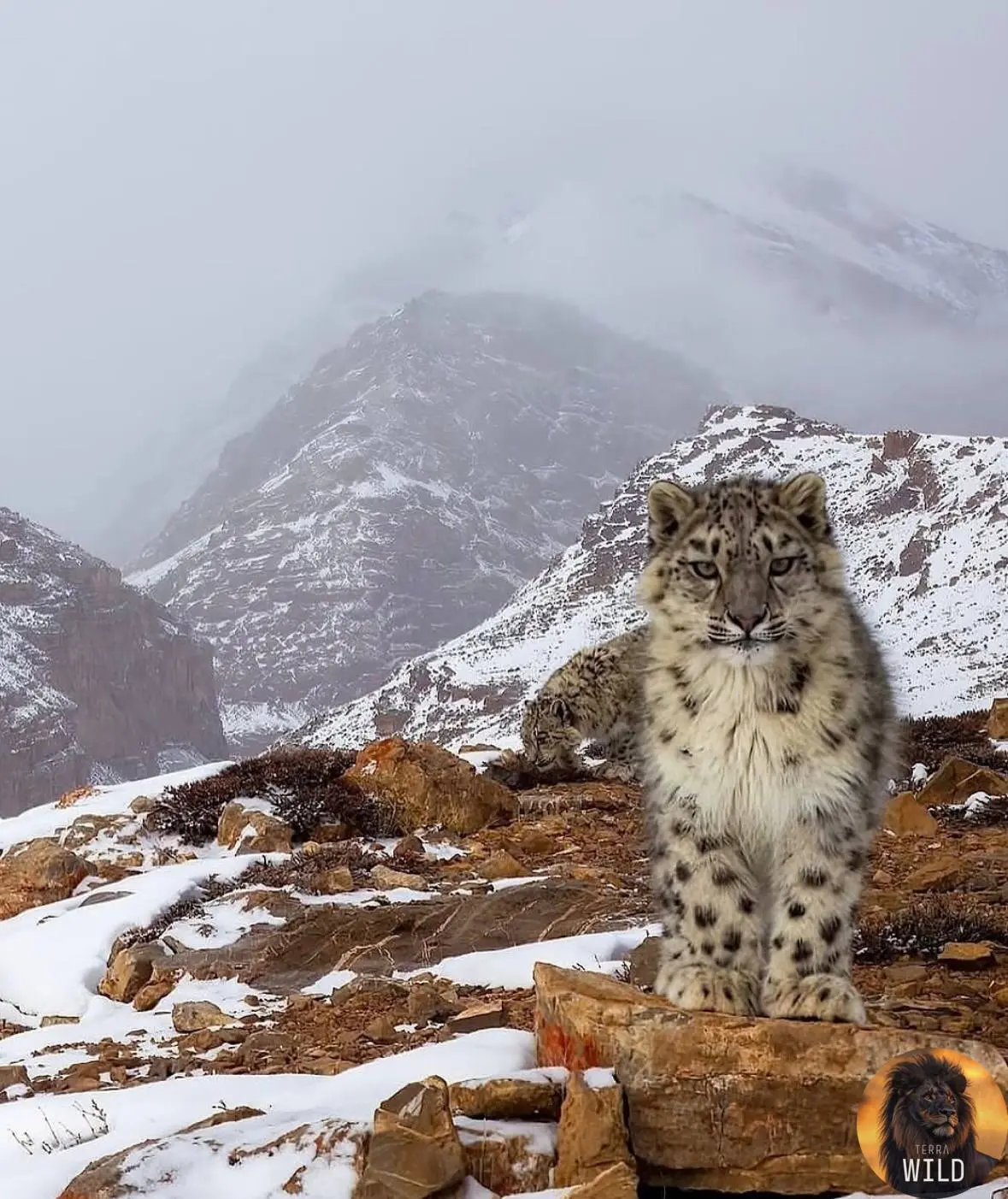 Этот снимок Снежного Барса сделан фотоловушкой в Гималаях! 🏔️
