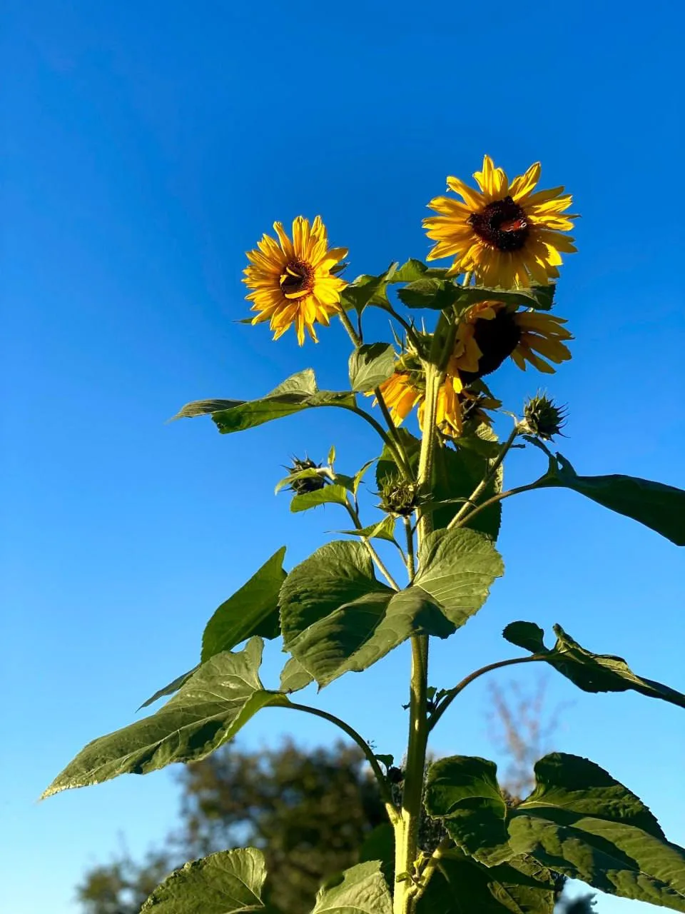 Солнечный день в музее-заповеднике Царицыно 🌻