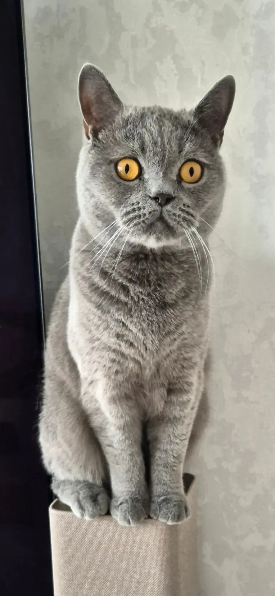 🐱 КОТ БРИТАНЕЦ ИЩЕТ ДОБРЫЙ ДОМ