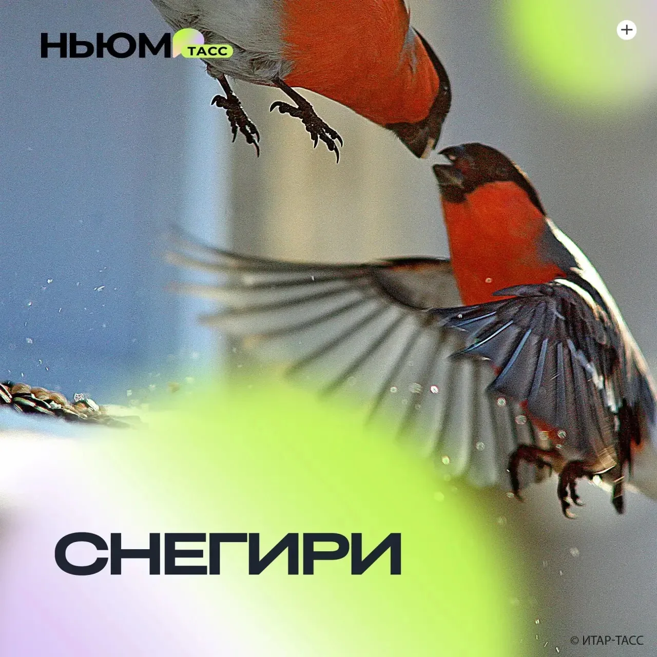 ❄️🐦А вы замечали, что летом снегирей не видно? Куда пропадают эти знакомые с детства п...