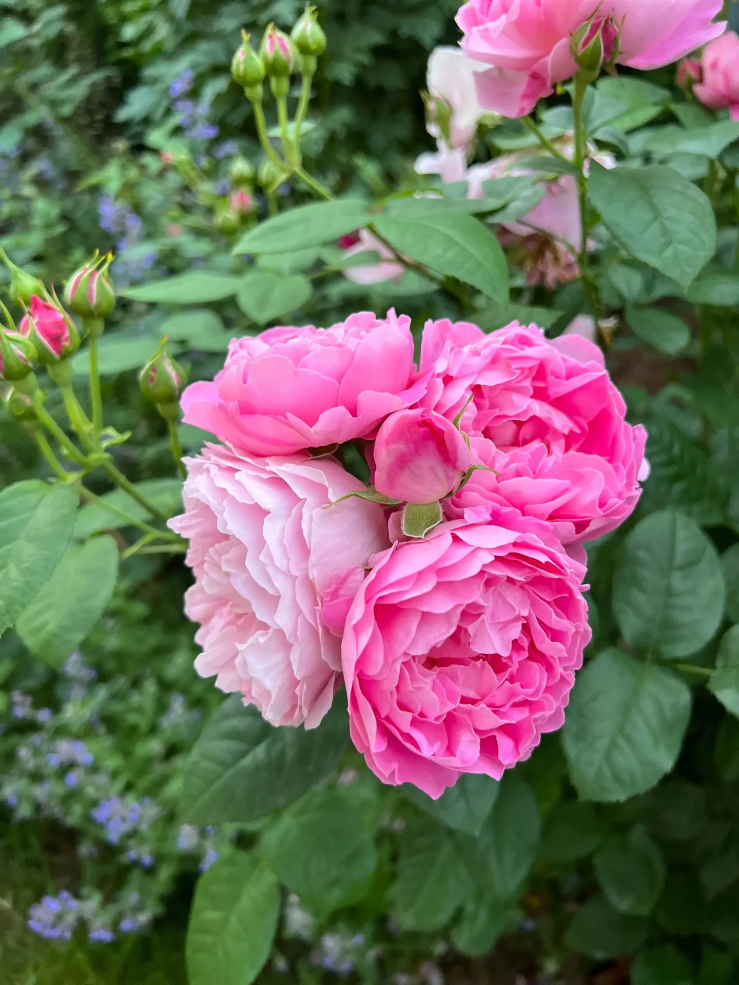 🌹 Королева сада просыпается.