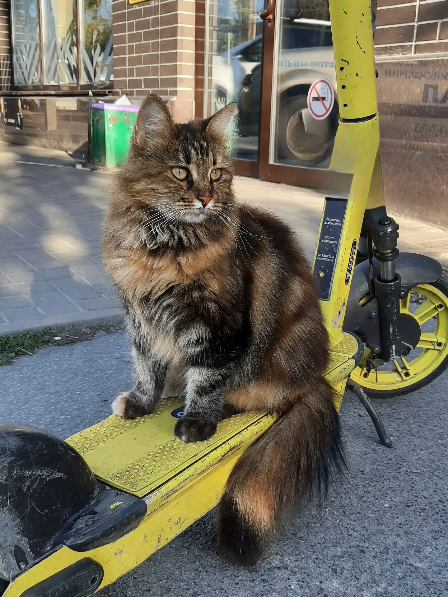 Самокатчик на Шолохова 🐈