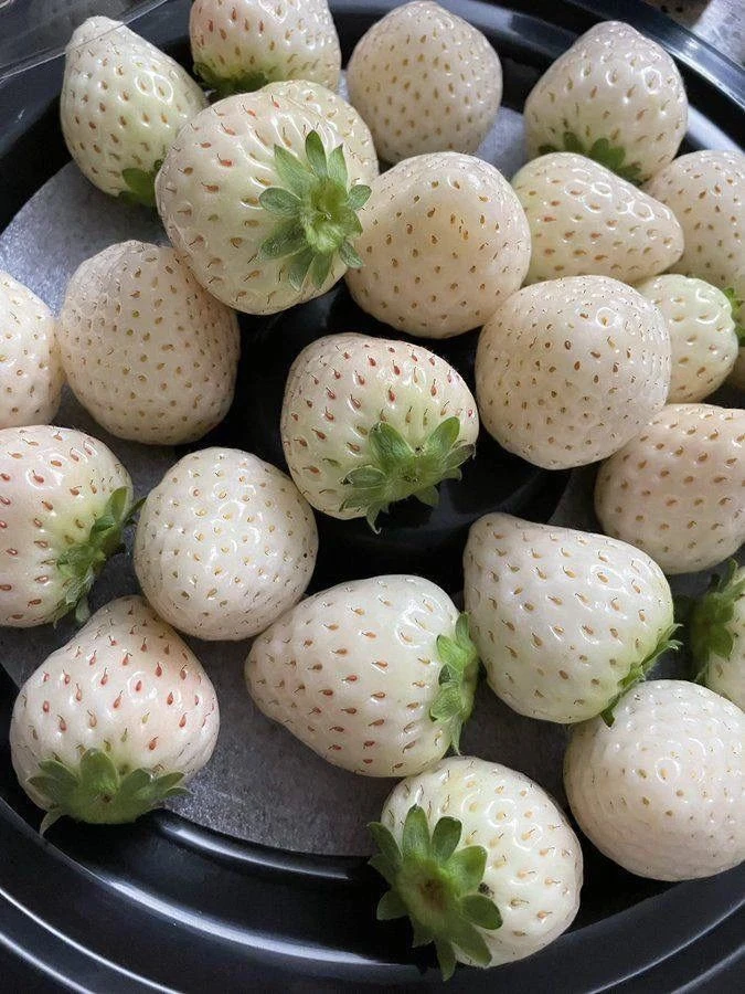 🍓 Пайнберри — белая земляника с ананасовым вкусом