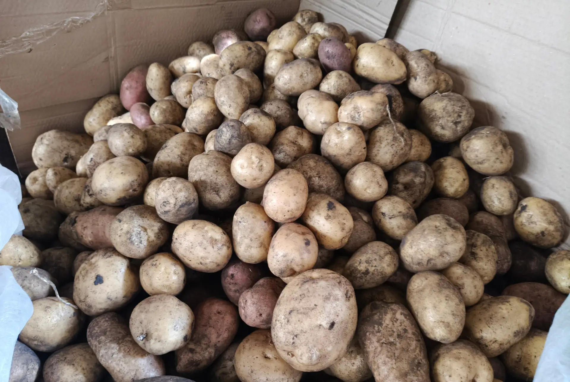 Продажа картошки