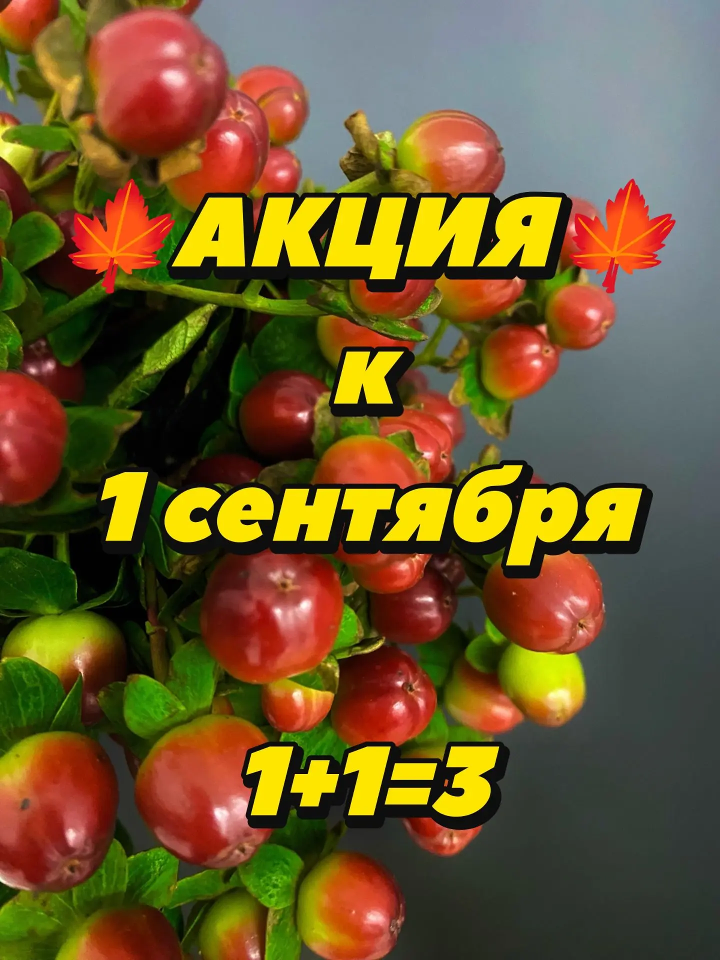 Дорогие друзья!