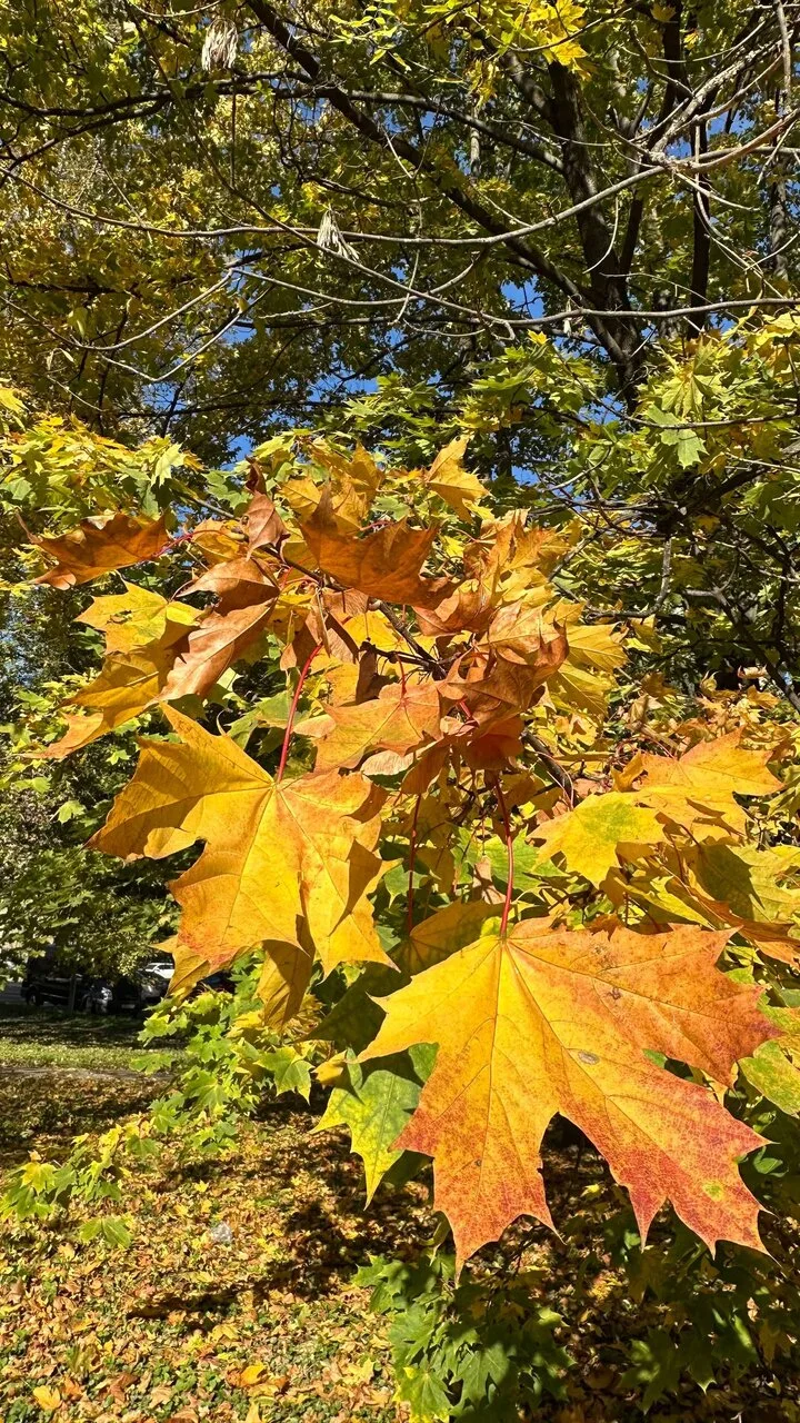 🍂Ракетный бульвар утопает в осенних красках😍