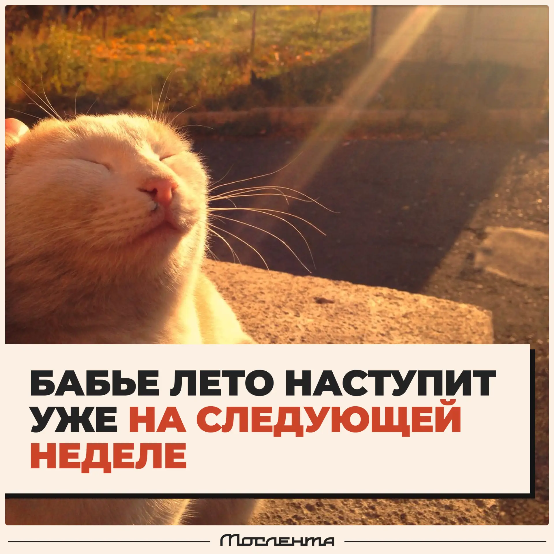 ☀️ Бабье лето наступит уже на следующей неделе.