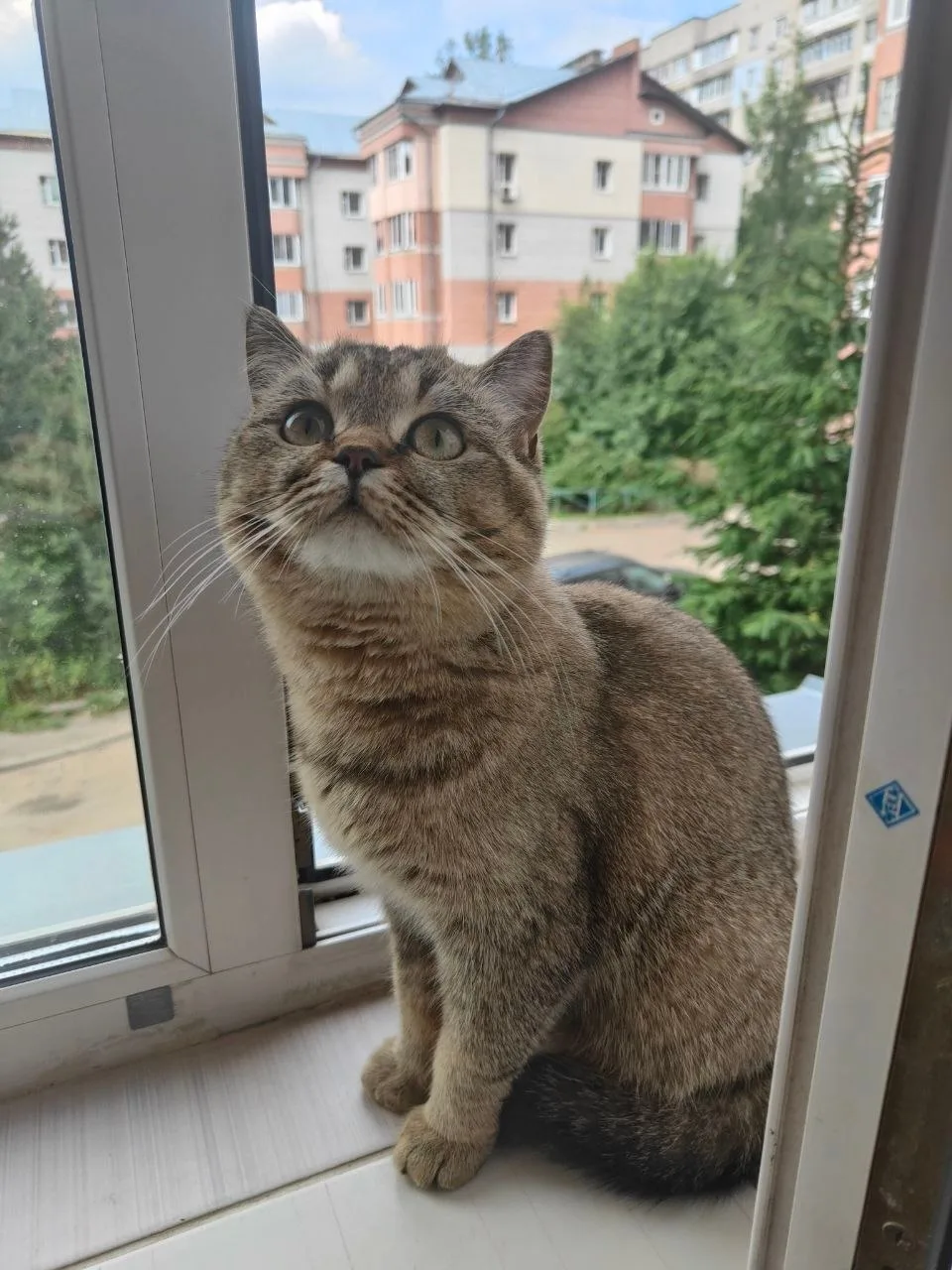 Пропал котенок!